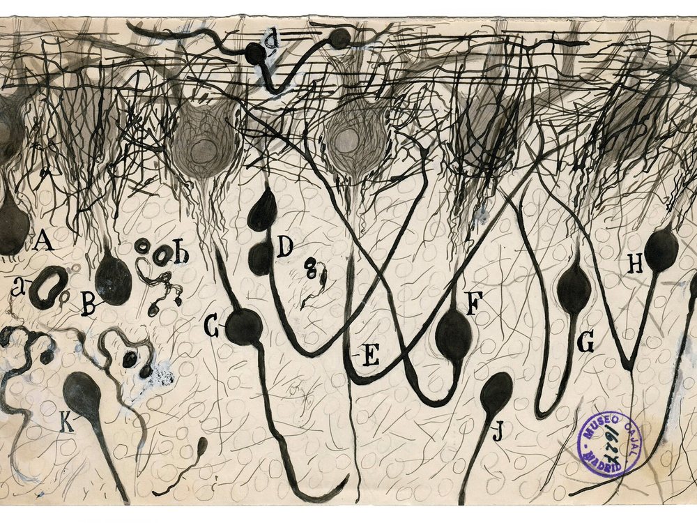 Santiago Ramón y Cajal’s ink drawing of neurons in the cerebral cortex