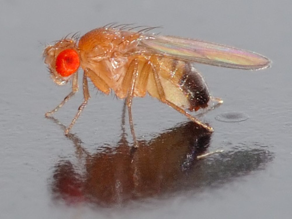 A fruit fly, Drosophila melanogaster, seen from the side