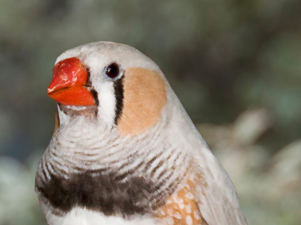A male zebra finch perched on a branch