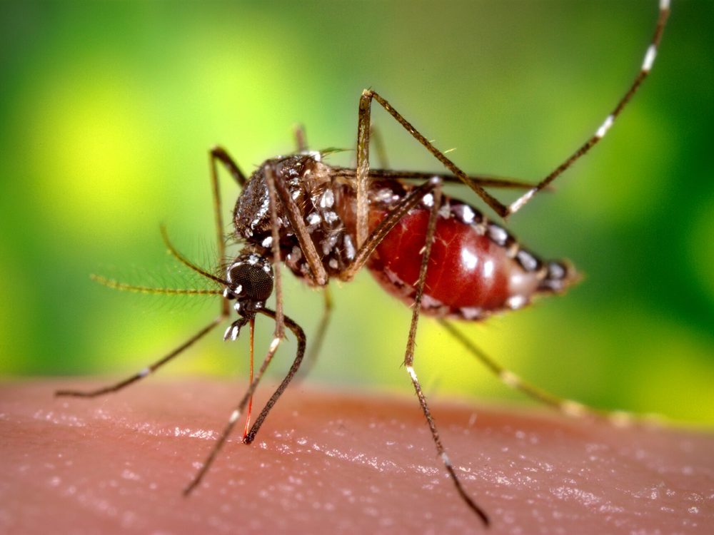 An Aedes aegypti mosquito feeding on human skin
