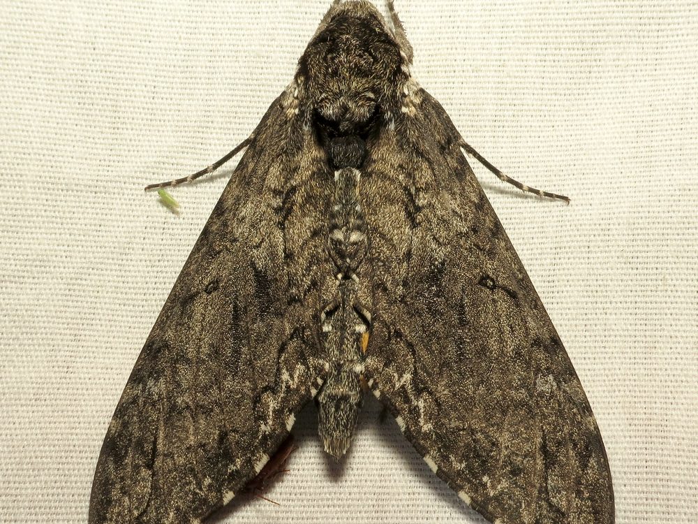 A Manduca sexta hawkmoth resting with wings spread