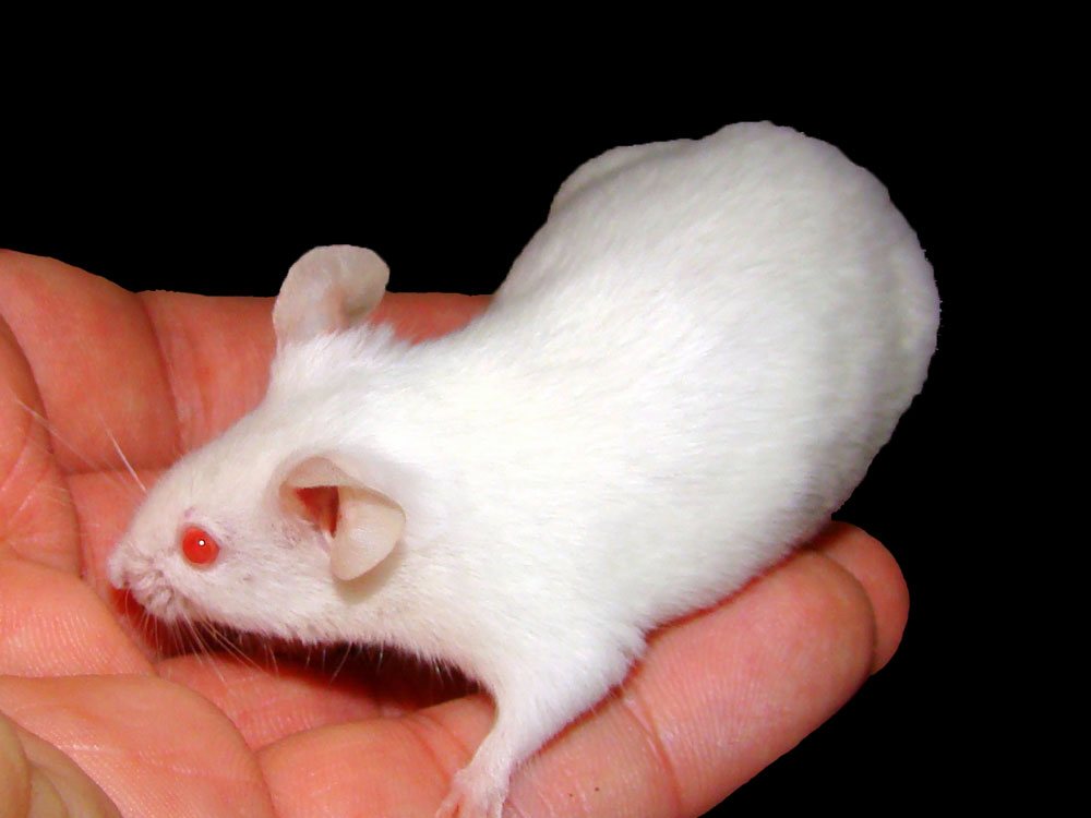A white laboratory mouse resting in a hand